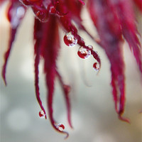 Buy canvas prints of A DROP OF ACER by Rob Toombs