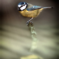 Buy canvas prints of EARLY BIRD by Rob Toombs