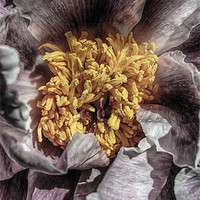 Buy canvas prints of STAMENS OF A PEONY by Rob Toombs