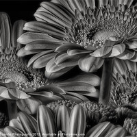 Buy canvas prints of GERBERA DAISY GREY by Rob Toombs