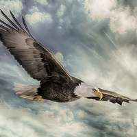 Buy canvas prints of The Flight of an Eagle by Rob Toombs