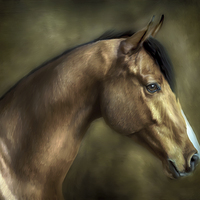 Buy canvas prints of THE STALLION by Rob Toombs