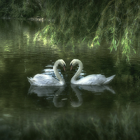 Buy canvas prints of  A PERFECT PAIR by Rob Toombs