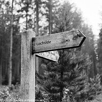 Buy canvas prints of Signpost In The Forest by Lee Osborne