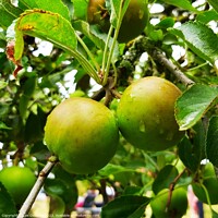 Buy canvas prints of Apples on a Tree by Lee Osborne