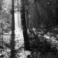 Buy canvas prints of Light in the Forest by Lee Osborne