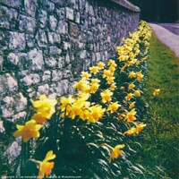 Buy canvas prints of Daffodils by Lee Osborne