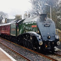 Buy canvas prints of Gresley A4 Steam Locomotive - Union of South Africa by Lee Osborne