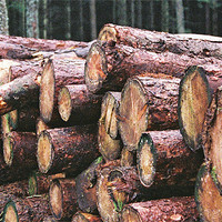 Buy canvas prints of Logs by Lee Osborne