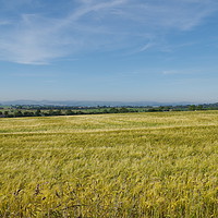 Buy canvas prints of Wheat fields by Lee Osborne