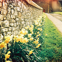 Buy canvas prints of Spring Daffodils #1 by Lee Osborne