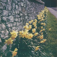 Buy canvas prints of Spring Daffodils #2 by Lee Osborne