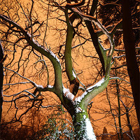 Buy canvas prints of sugar coated tree. by Lee Daly