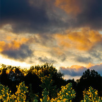Buy canvas prints of Gorse evening. by Lee Daly