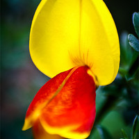 Buy canvas prints of gorse flower by Lee Daly