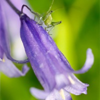 Buy canvas prints of purple green. by Lee Daly