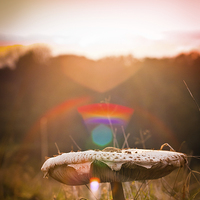 Buy canvas prints of  magic mushroom by Lee Daly