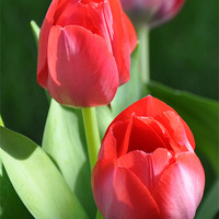 Buy canvas prints of tulips 2 by sue davies
