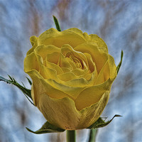 Buy canvas prints of rose by sue davies