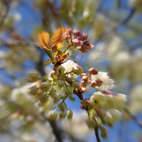 Buy canvas prints of blossom by sue davies
