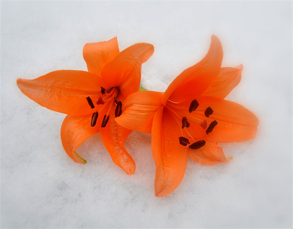 lilys in the snow Picture Board by sue davies