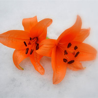Buy canvas prints of lilys in the snow by sue davies
