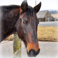 Buy canvas prints of a horse by sue davies