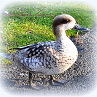 Buy canvas prints of A duck by sue davies