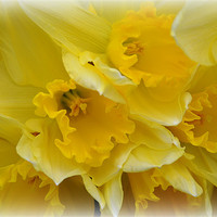 Buy canvas prints of daffs by sue davies
