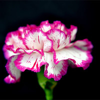 Buy canvas prints of carnation by sue davies
