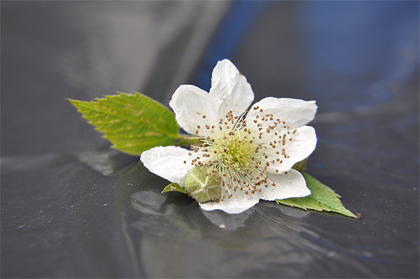 blackberry blossom Picture Board by sue davies