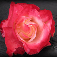 Buy canvas prints of The beautiful rose by sue davies