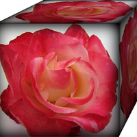 Buy canvas prints of a box of roses by sue davies