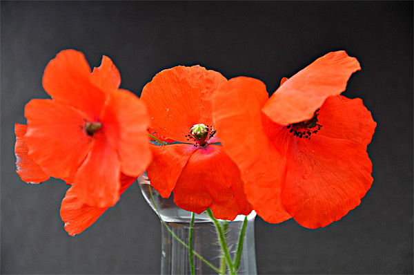 poppys Picture Board by sue davies