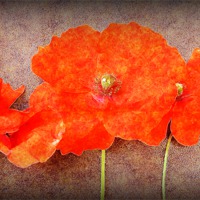 Buy canvas prints of funky poppys by sue davies