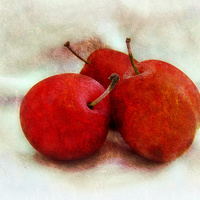 Buy canvas prints of juicy plums by sue davies