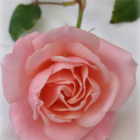 Buy canvas prints of a simple rose by sue davies