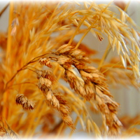 Buy canvas prints of dried grass by sue davies