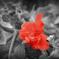 Buy canvas prints of red flower by sue davies