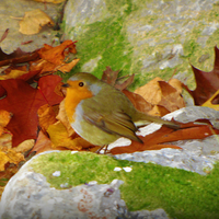 Buy canvas prints of autumn robin by sue davies