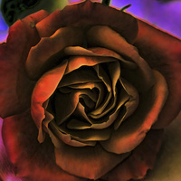 Buy canvas prints of antique rose by sue davies