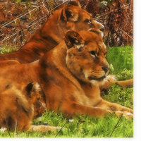 Buy canvas prints of the family by sue davies