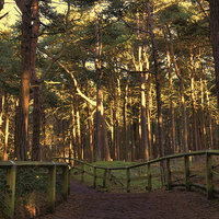 Buy canvas prints of the woods by sue davies