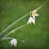 Buy canvas prints of snowdrops in the grass by sue davies