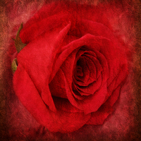 Buy canvas prints of the beautiful rose by sue davies
