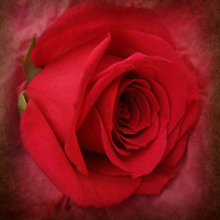 Buy canvas prints of the ever beautiful rose by sue davies