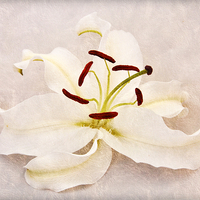 Buy canvas prints of the beautiful lily by sue davies