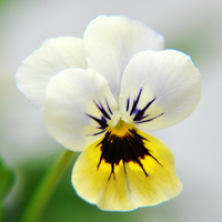 Buy canvas prints of the beautiful viola by sue davies