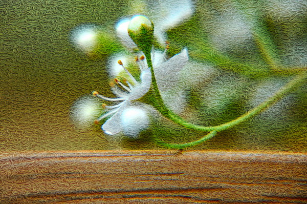 blossom Picture Board by sue davies