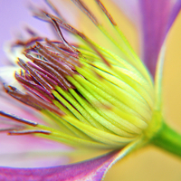 Buy canvas prints of clematis by sue davies